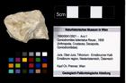 Foto (Objekt + Etikett) von Goniodromites bidentatus (Reuss, 1858)  (NHMW-GEO-1990-0041-2921)